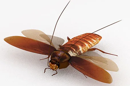 Virtual Cockroach
